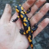 Achtung Autofahrer:innen: die Amphibien sind wieder unterwegs