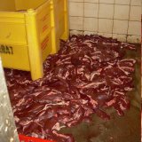 Schlachthof-Prozess: Jetzt sprechen die Tierärzt:innen!