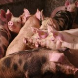 VGT deckt auf: aktuelle Bilder vom ganz normalen Wahnsinn auf Vollspaltenboden