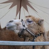 Schlecht versorgt: VGT verärgert über Tierhaltung im Zirkus Candy