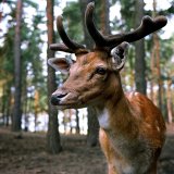 Gatterjagdverbot im Burgenland seit heute wieder in Kraft getreten