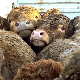 Tierdrama im Mittelmeer: Schicksal der Kälber besiegelt?