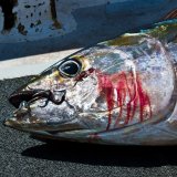 Fischfarmen schließen!