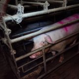 Schweinezucht-Skandal: Betreiber war hoher Funktionär in ÖVP-Bauernbundjugend!