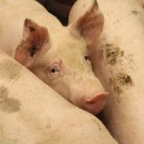 Rücktritt Rudolf Anschober als Tierschutzminister ist eine Katastrophe für die Tiere!