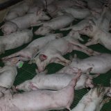 Einladung VGT-Aktion Vollspaltenboden: Aktive mit Köstinger Konterfei und langen Nasen