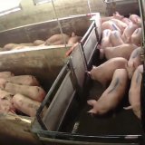 Schlachthof-Prozess: Wenn die Kontrollen versagen