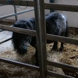 Wieder Vorfall mit Tieren beim Circus Safari