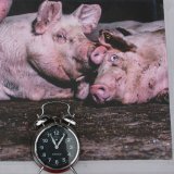VGT Vollspaltenboden-Aktion: „Aufwachen, Frau Landwirtschaftsministerin Köstinger!“