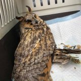 Tierschützerin rettet Waldohreule von Autobahn
