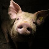 VGT präsentiert neue Aufnahmen aus einer Schweinefabrik mit Vollspaltenboden