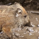 Sbg. Landesrätin Gutschi: Ende der Gatterjagd bei Mayr-Melnhof nach Kauf durch Land