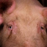 VGT zeigt Landwirtschaftsministerin wegen § 177 StGB fahrlässiger Gemeingefährdung an