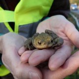 Krötenglück: Amphibienprojekt Hanslteich mit Erfolg beendet
