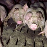 Regierung verschiebt Anträge der SPÖ auf Verbot des Vollspaltenbodens in den Herbst