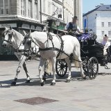Einladung: Demo für ein Fiakerverbot in Salzburg
