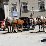 Sind Salzburgs Fiakerpferde stark dehydriert?