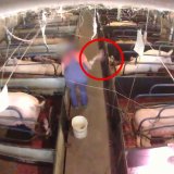 Ferkel brutal erschlagen – Strafanzeige!