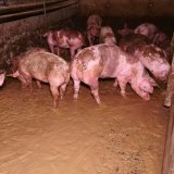 VGT warnt: kein Vollspaltenbodenverbot ohne verpflichtende Stroheinstreu und mehr Platz