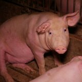 Neuer IPCC-Bericht: Methanreduktion durch Einschränkung Tierproduktion notwendig!