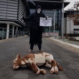 Einladung Medienaktion: Auf Tiertransporten fährt der Tod mit
