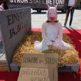 VGT-Aktion: Stroh oder Vollspaltenboden? Schweine Mickey und Jackie geben die Antwort