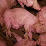VGT bzgl. Vollspalten zu ÖVP-Bauernbund Obmann Strasser: bitte bei der Wahrheit bleiben