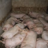 Shitstorm für Vollspalten-Schweine gegen ÖVP-Spitzenkandidat Stelzer bei OÖ-Wahlevent