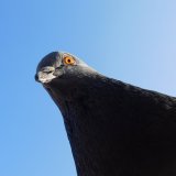 Anzeige: Tauben sterben qualvoll in Abwehrnetz