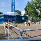 Mangelnder Tierschutz: Ponys gnadenlos der Hitze ausgesetzt