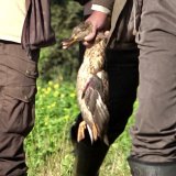 Tierquälerische Entenjagden in der Steiermark