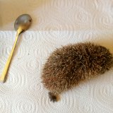 Wann Igel Hilfe brauchen