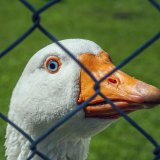 VGT-Mahnwache: Tierqual zu Martini