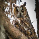 Tiere leiden unter Feuerwerken!