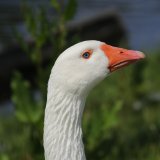 Gans schön traurig