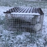 Kaninchen knapp vor dem Erfrierungstod? Landwirt angezeigt