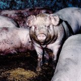 Abstimmung morgen im Parlament: Vollspaltenbodenhaltung soll für immer bleiben
