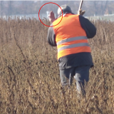 Tierschützer bei Treibjagd von Schrotkugeln knapp verfehlt