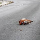 Treibjagd in Leibnitz: Verkehrsunfall und schwer verletzte Tiere