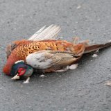VGT berichtet über Zustände bei der Jagd
