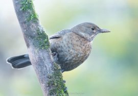 Vogel auf Ast