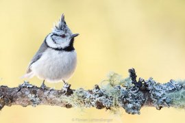 Ein weiterer Vogel auf einem Ast.