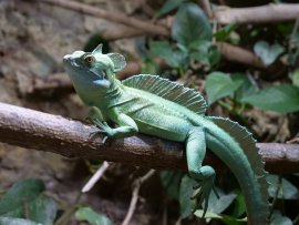 Stirnlappenbasilisk