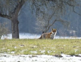Fuchs