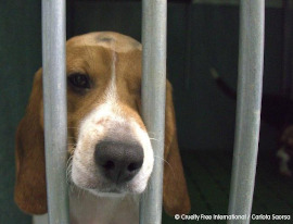 Beagle