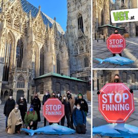 Demo Stop Finning