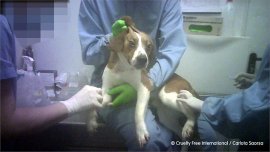 Hund im Tierversuch