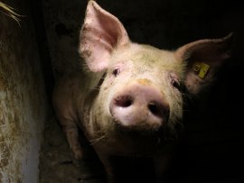Schwein in dunklem Verlies