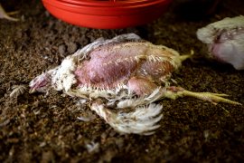 Ein totes Huhn in einer Masthalle