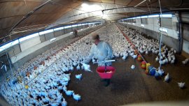 Genickbruch eines Huhns durch schleudern am Kopf